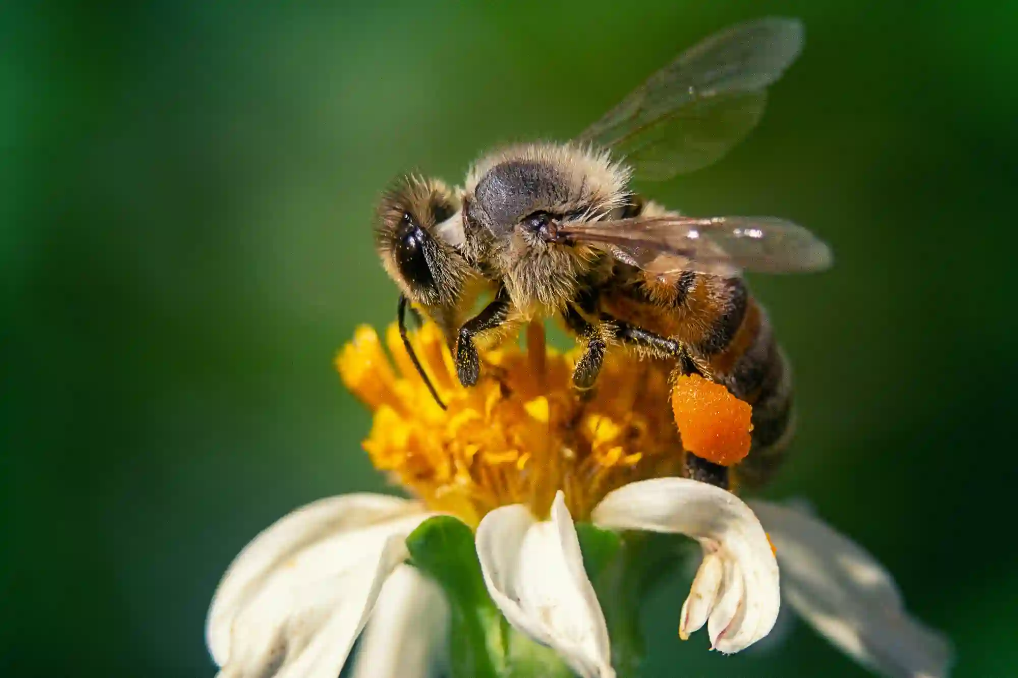 Ilustração Picada de abelha: o que fazer? Saiba mais!