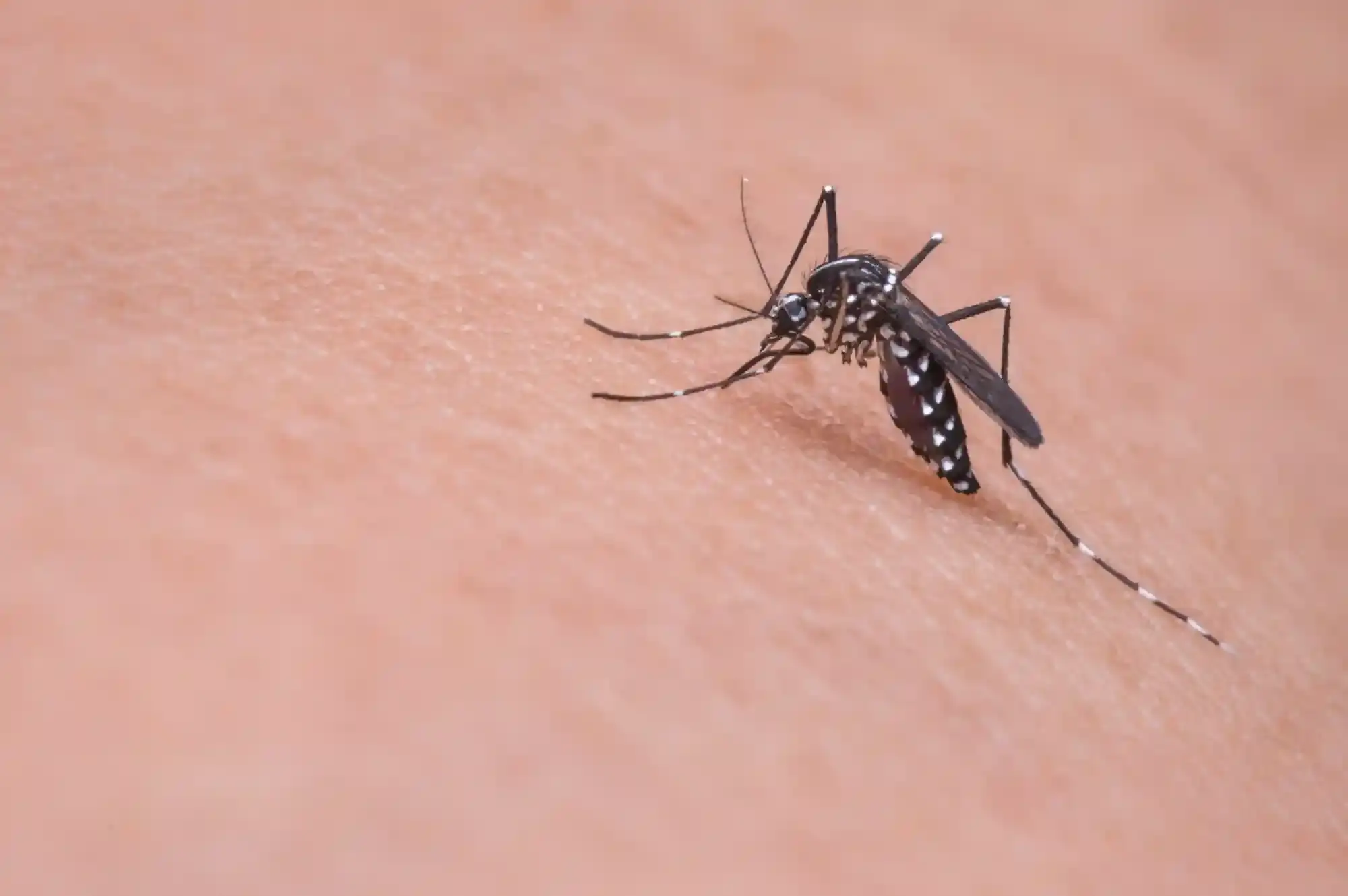 Ilustração Todo aedes aegypti tem dengue? Prevenção e mais.