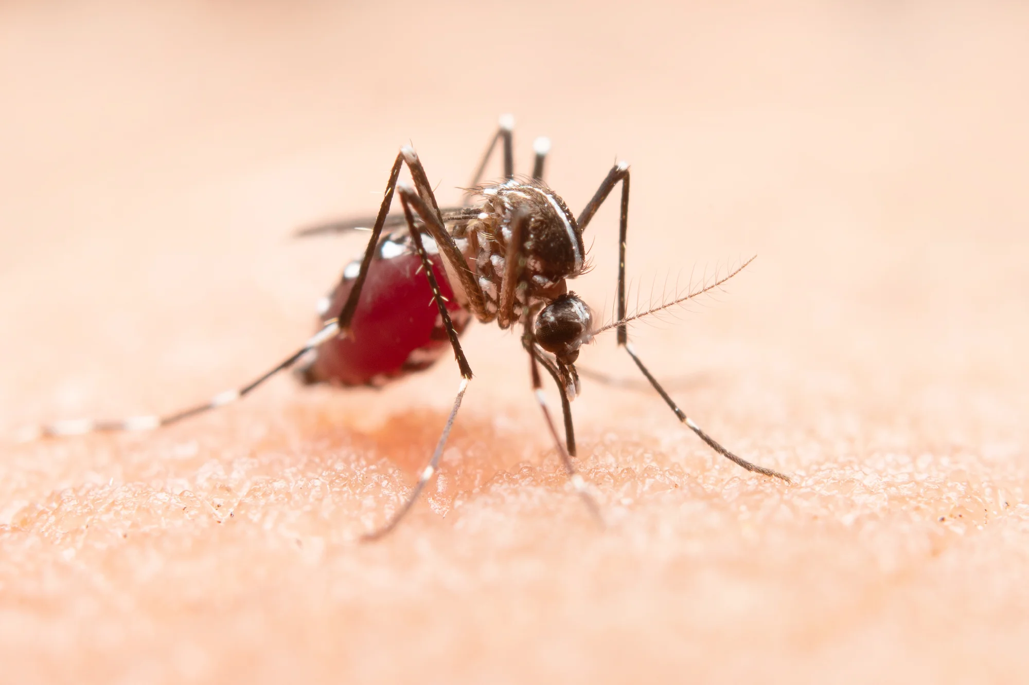 Ilustração Dengue: prevenção e cuidados